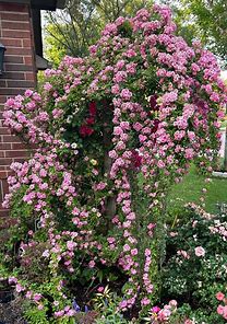 'Peggy Martin' Climbing Rose 10"/3 gal pot