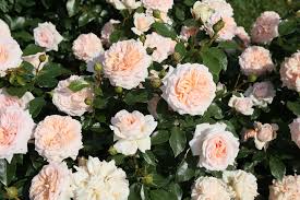 'Cream Veranda' Rose