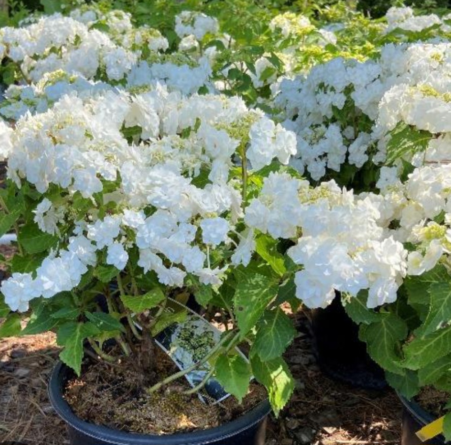 'Wedding Gown' Hydrangea (3 gal)