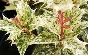 Variegated Fragrant Tea Olive 3gal aka False Holly