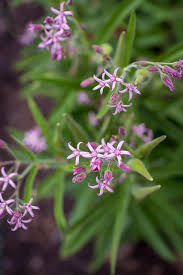 Pink Tweedia Milkweed 5" 
