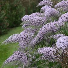 'Grand Cascade' Butterfly Bush 2nd year plants (2 & 3 gallon)