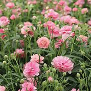 'Hera' Butterfly Ranunculus 1.5gal