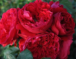 'Florentina' Climbing Rose