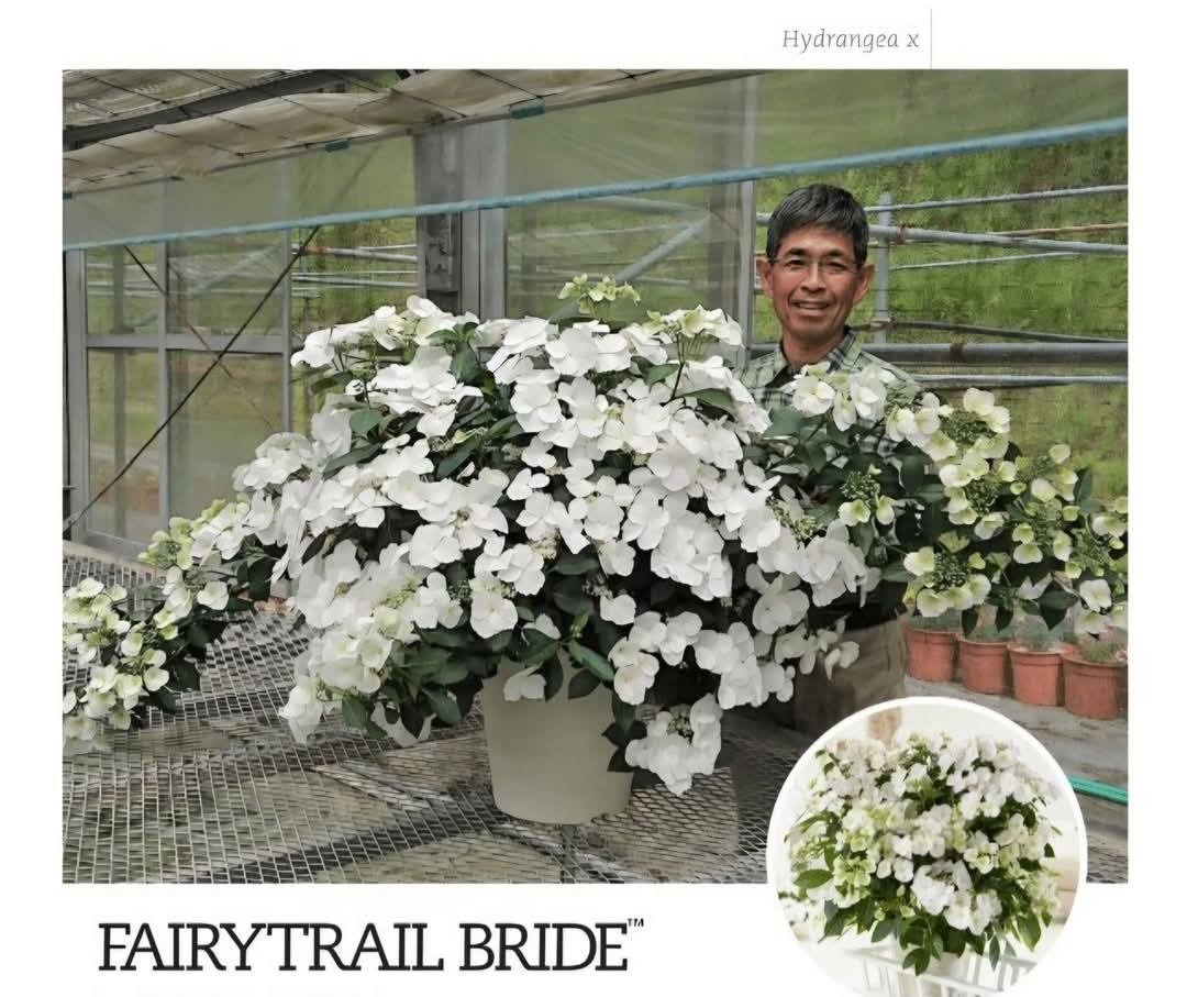 'Fairytrail Bride' Weeping Hydrangea 1 gal