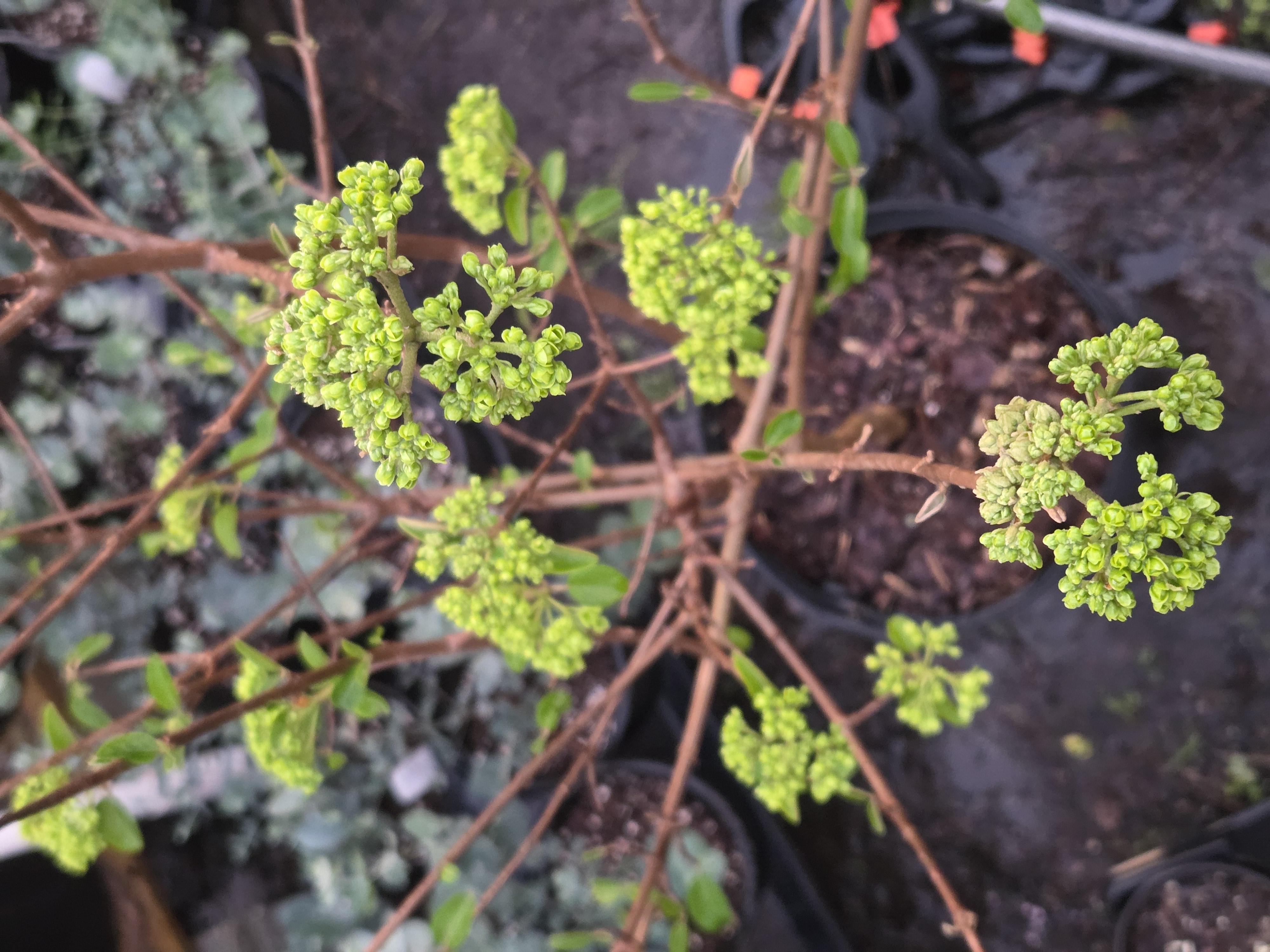 Snowball Viburnum 3gal 4'+