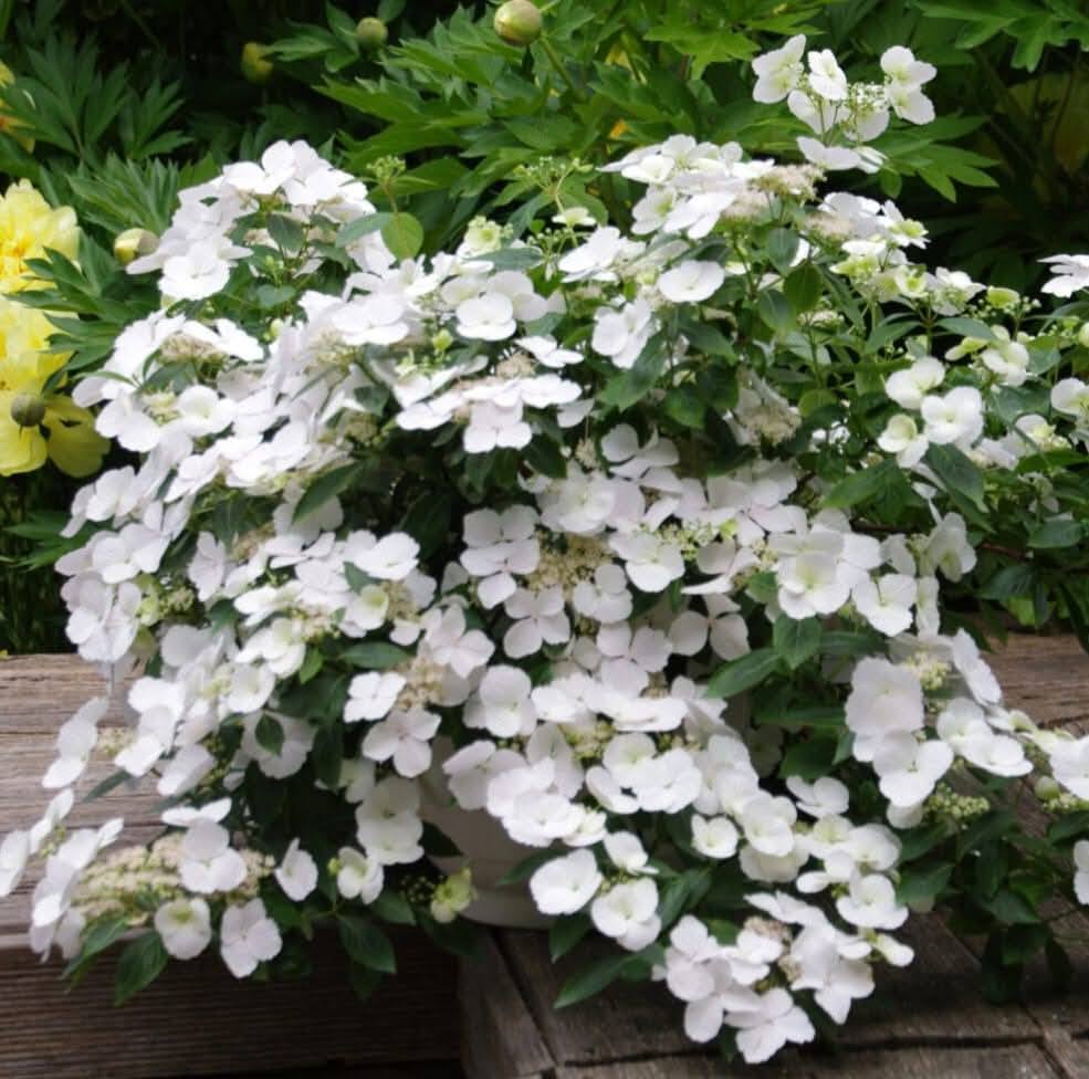 'Fairytrail Bride' Weeping Hydrangea 1 gal