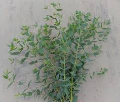 'Murray' Eucalyptus 1gal 