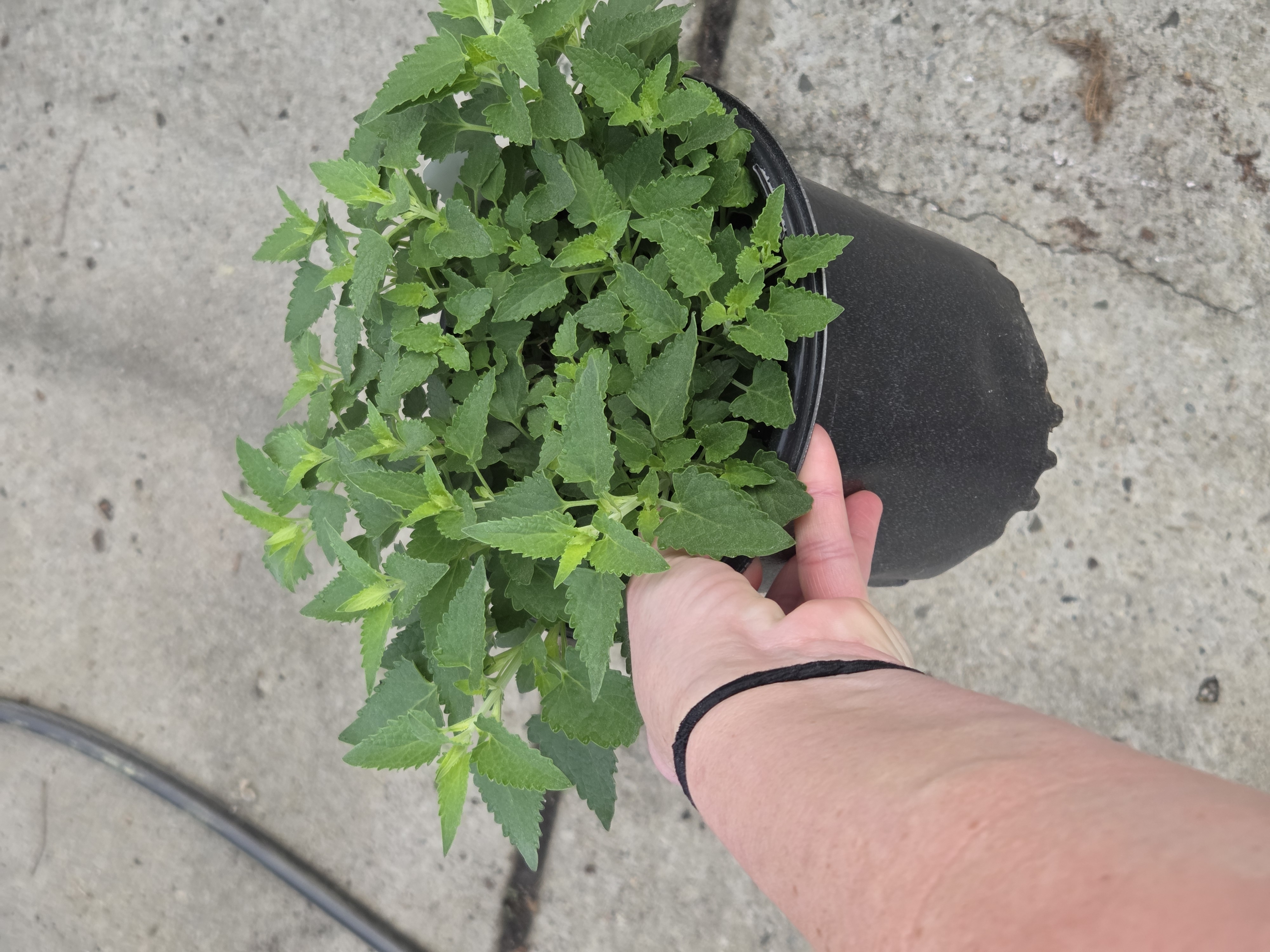 Agastache 'Kudos Yellow' (Hummingbird Mint) (1 gal pot)