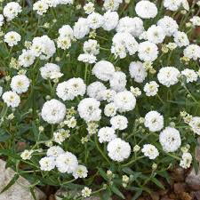 Marshmallow Yarrow 6"