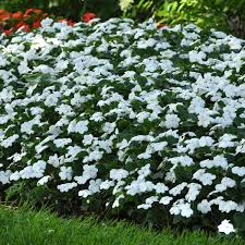 SunPatiens® Compact White 4"