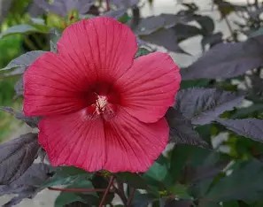 'Moonshadow Carmine' Hardy Hibiscus 1.5 gal
