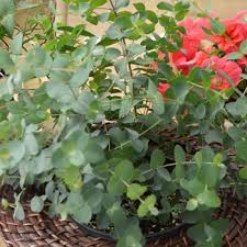 'Murray' Eucalyptus 1gal 