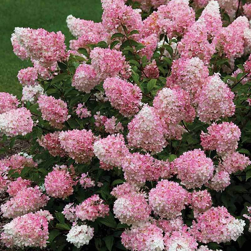 Strawberry Vanilla Hydrangea 3gal