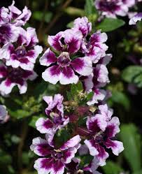 Sweet Talk Lavender Splash (1 gal pot)