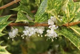 Variegated Fragrant Tea Olive 3gal aka False Holly