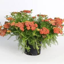 'Desert Eve Terracotta' Yarrow Native 1gal