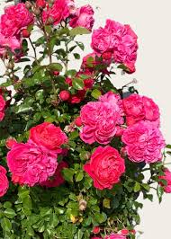 'Powerpuff Pink' Rose