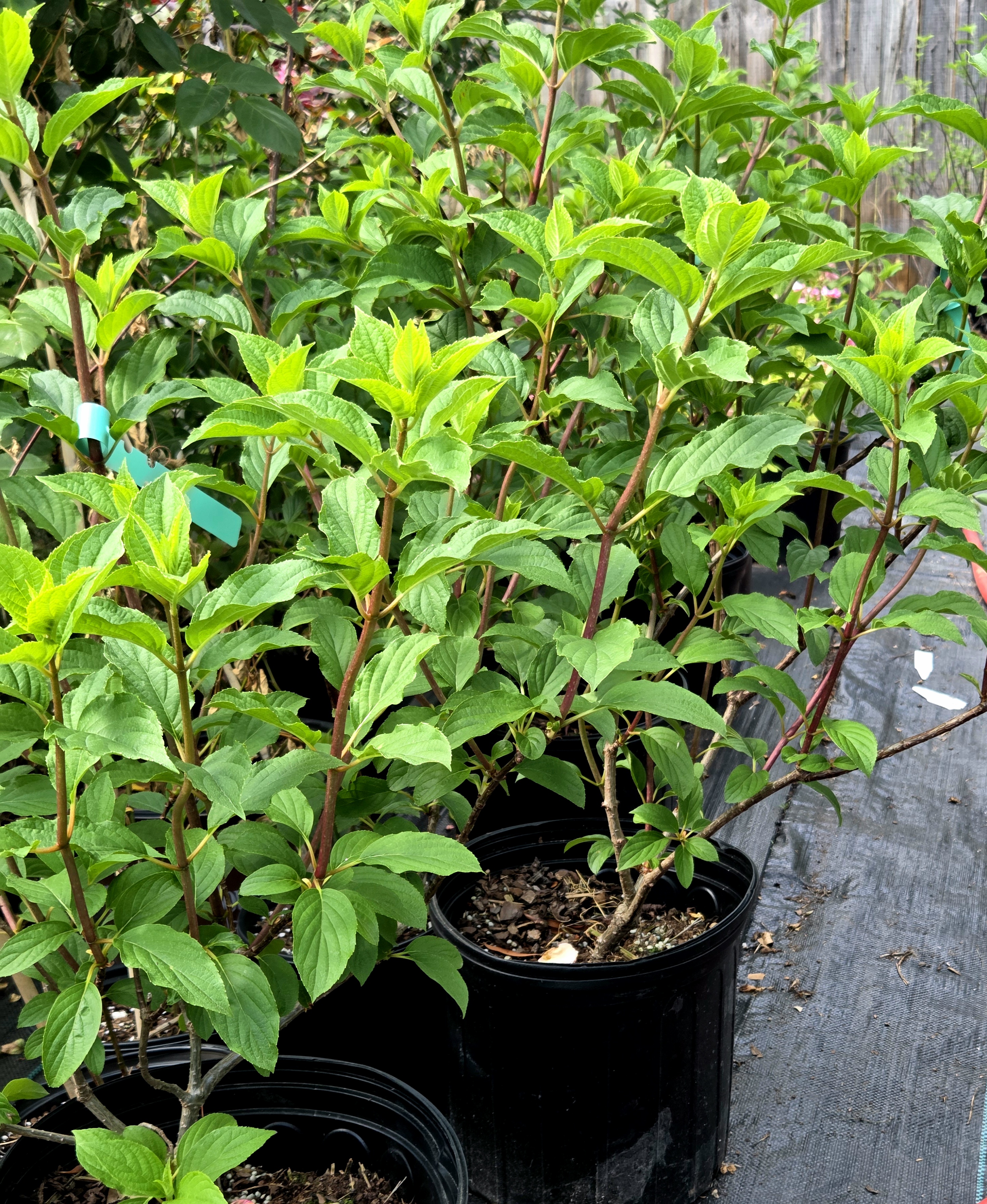 Strawberry Vanilla Hydrangea 3gal