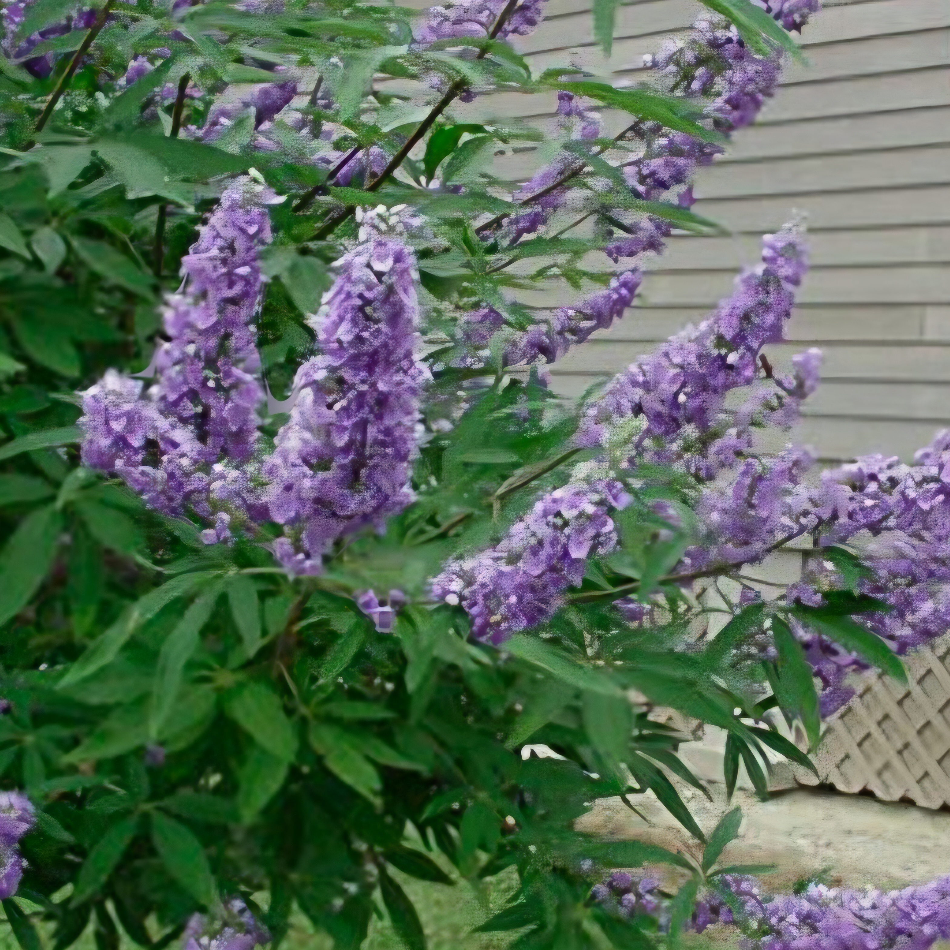 Chaste Tree "Texas Lilac" 3gal