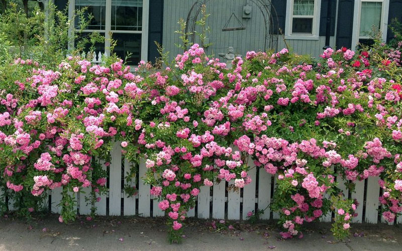 'Peggy Martin' Climbing Rose 10"/3 gal pot