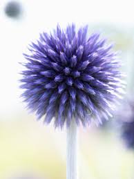 Veitch's Blue Globe Thistle