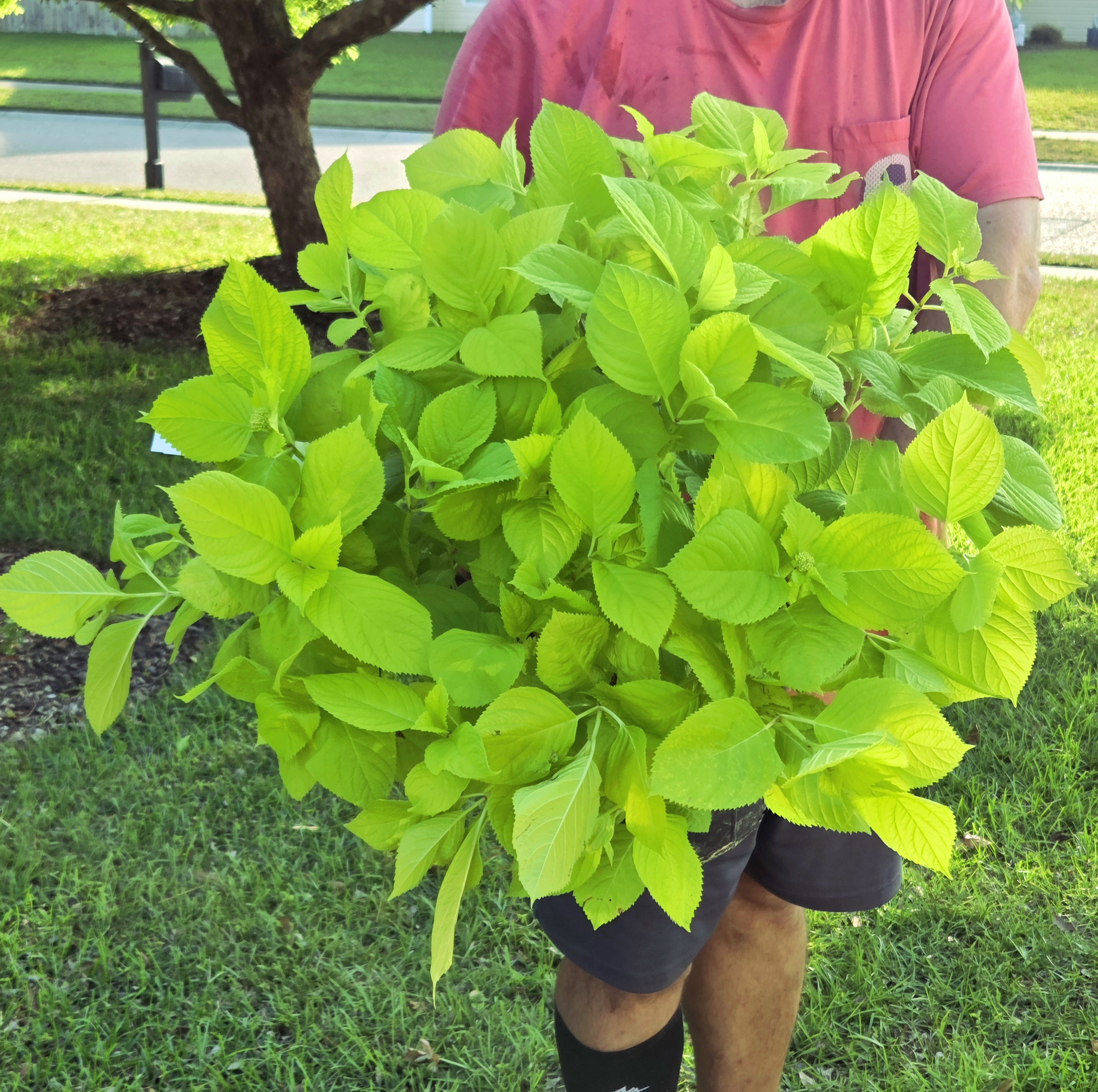 'Golden Penny' Hydrangea 3gal