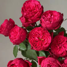 'Rouge Royale' Rose