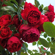 'Florentina' Climbing Rose