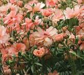 'Eris' Butterfly Ranunculus 1.5gal