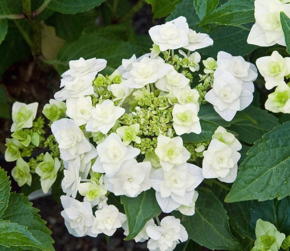 'Wedding Gown' Hydrangea (3 gal)