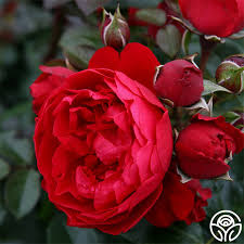 'Florentina' Climbing Rose