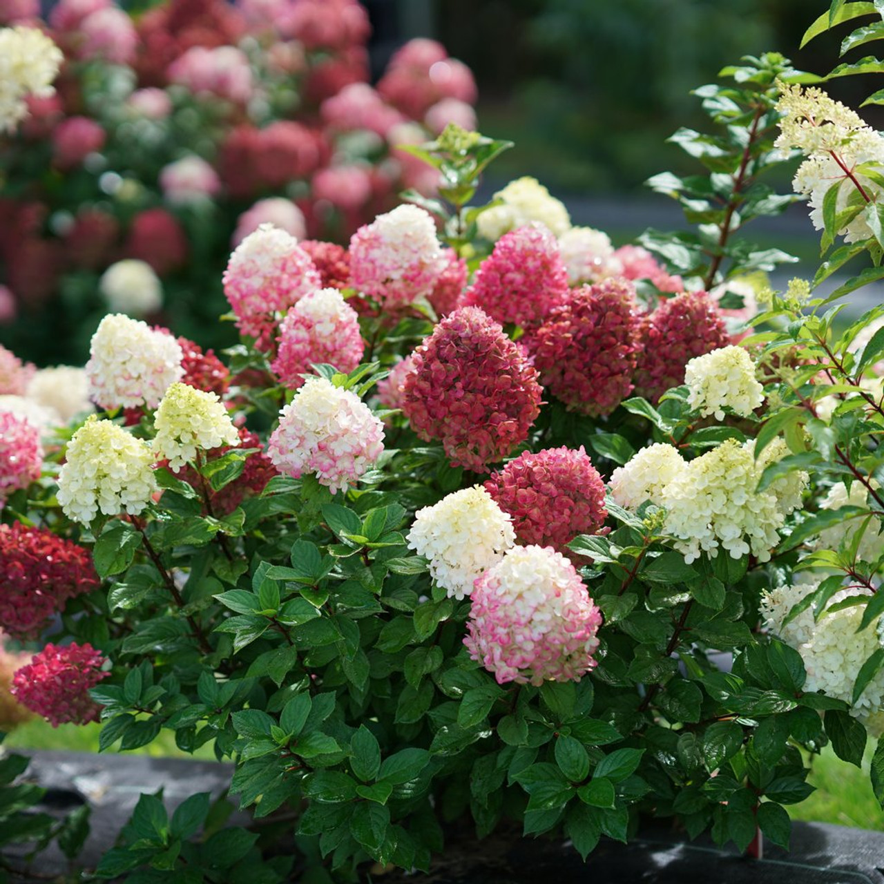 Little Lime Punch Hydrangea 3gal