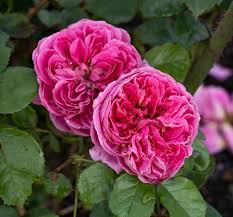 'Powerpuff Pink' Rose