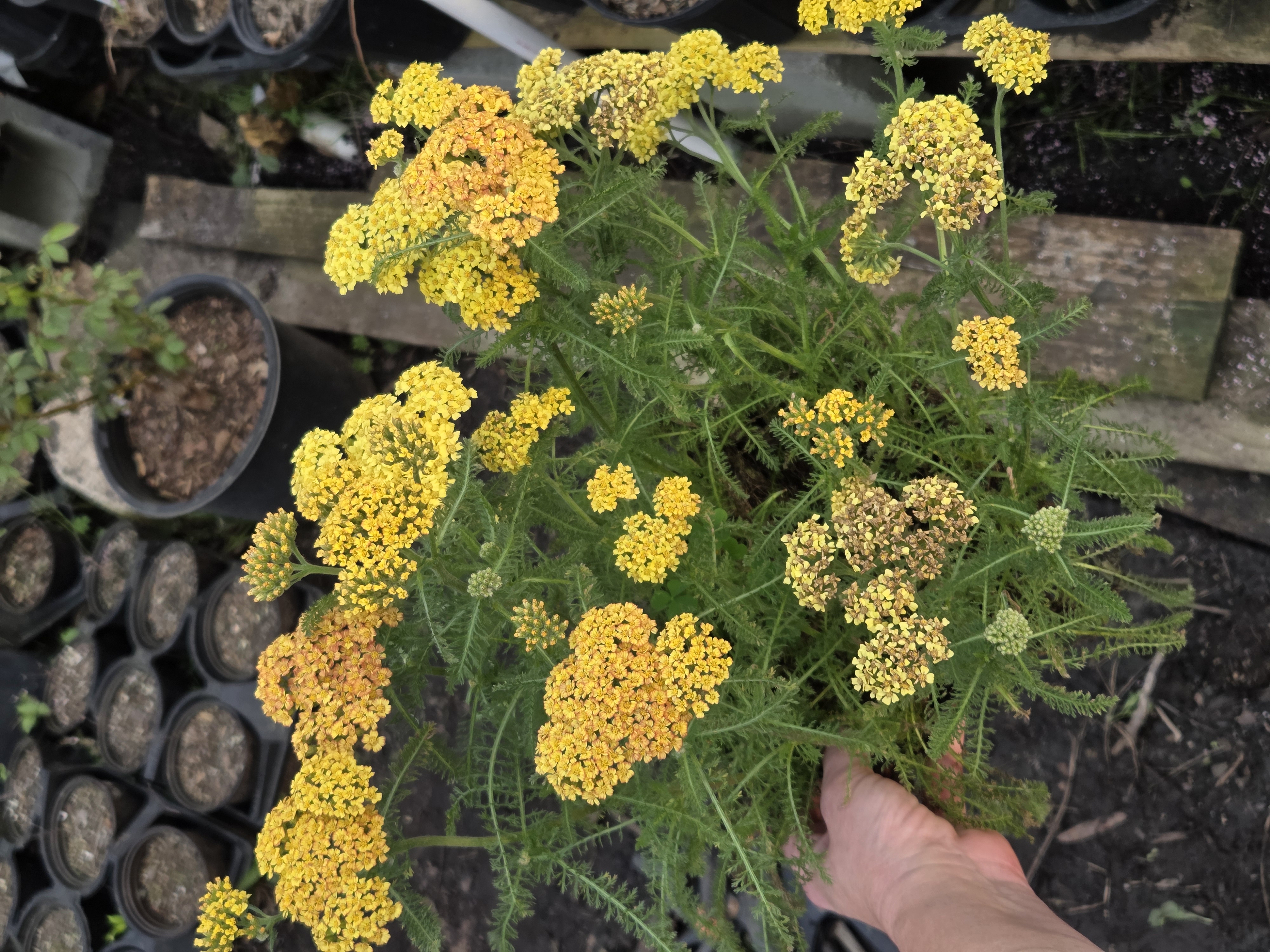 'Desert Eve Terracotta' Yarrow Native 1gal