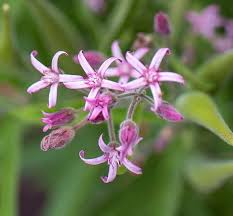 Pink Tweedia Milkweed 5" 