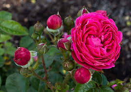 'Powerpuff Pink' Rose