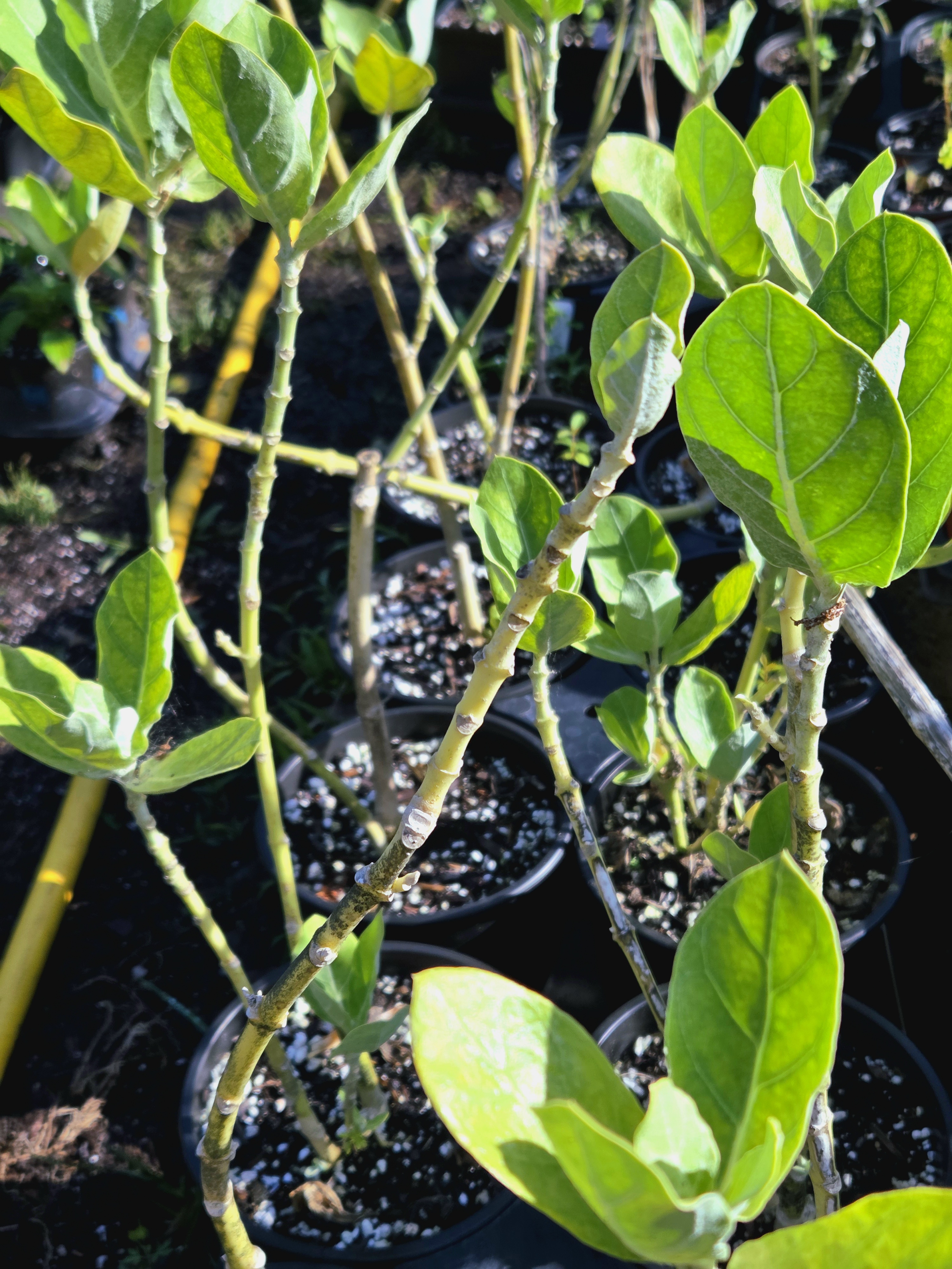 Giant Milkweed 1gal