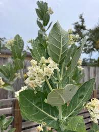 Giant Milkweed 1gal