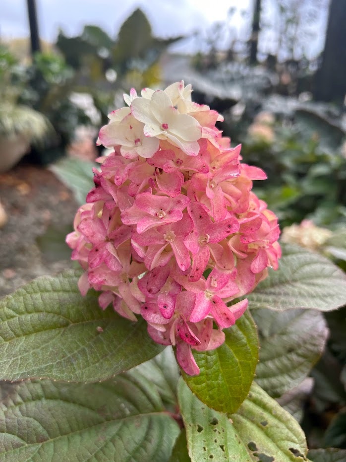 Sweet Starlight Hydrangea 3gal