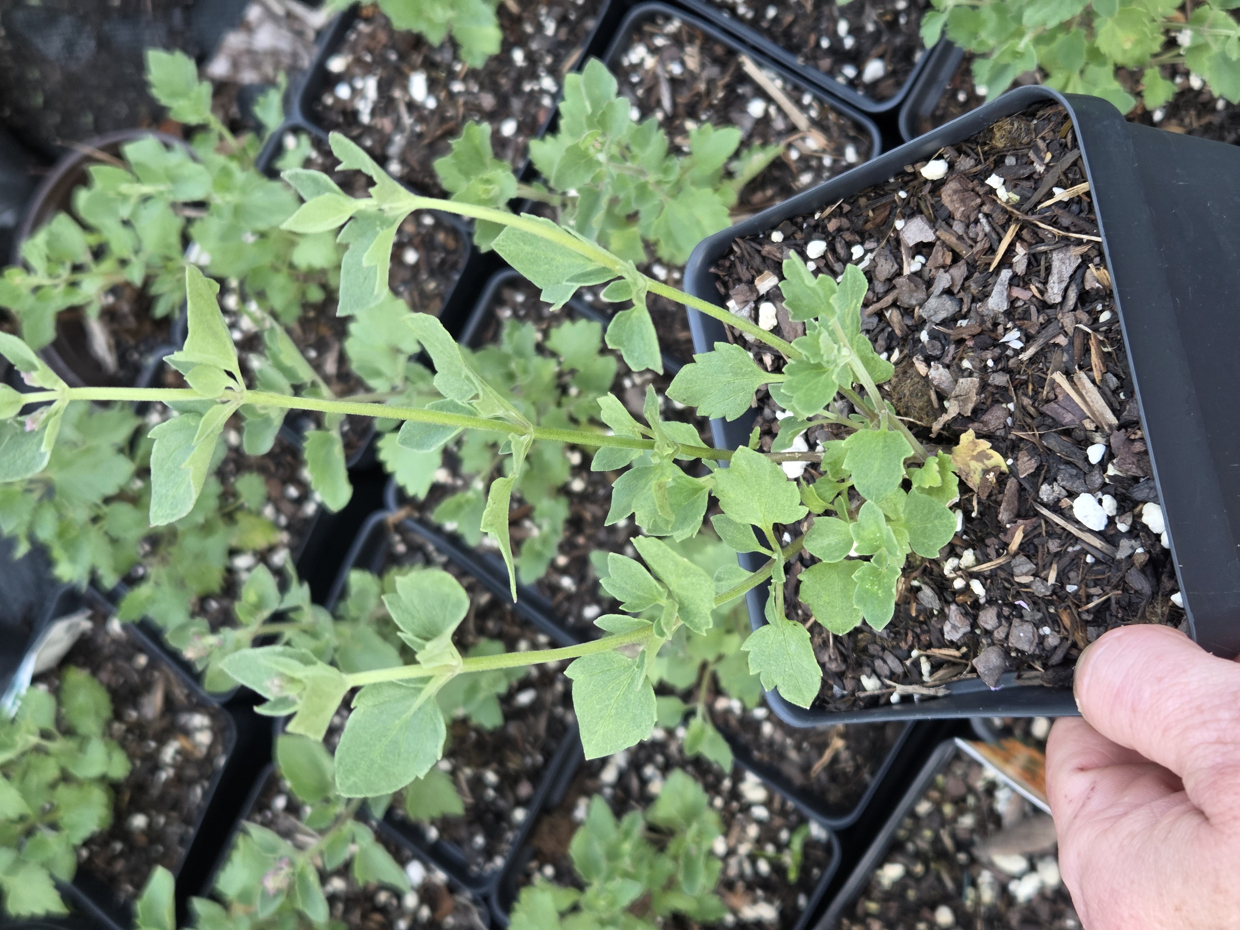 Agastache Kudos Ambrosia Hummingbird Mint 5"