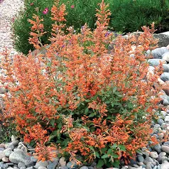 Agastache Kudos Mandarin (Hummingbird Mint) 5" pot