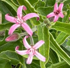 Pink Tweedia Milkweed 5" 