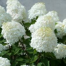 Sweet Starlight Hydrangea 3gal