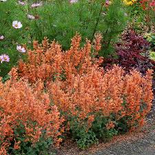 Agastache Kudos Mandarin (Hummingbird Mint) 5" pot