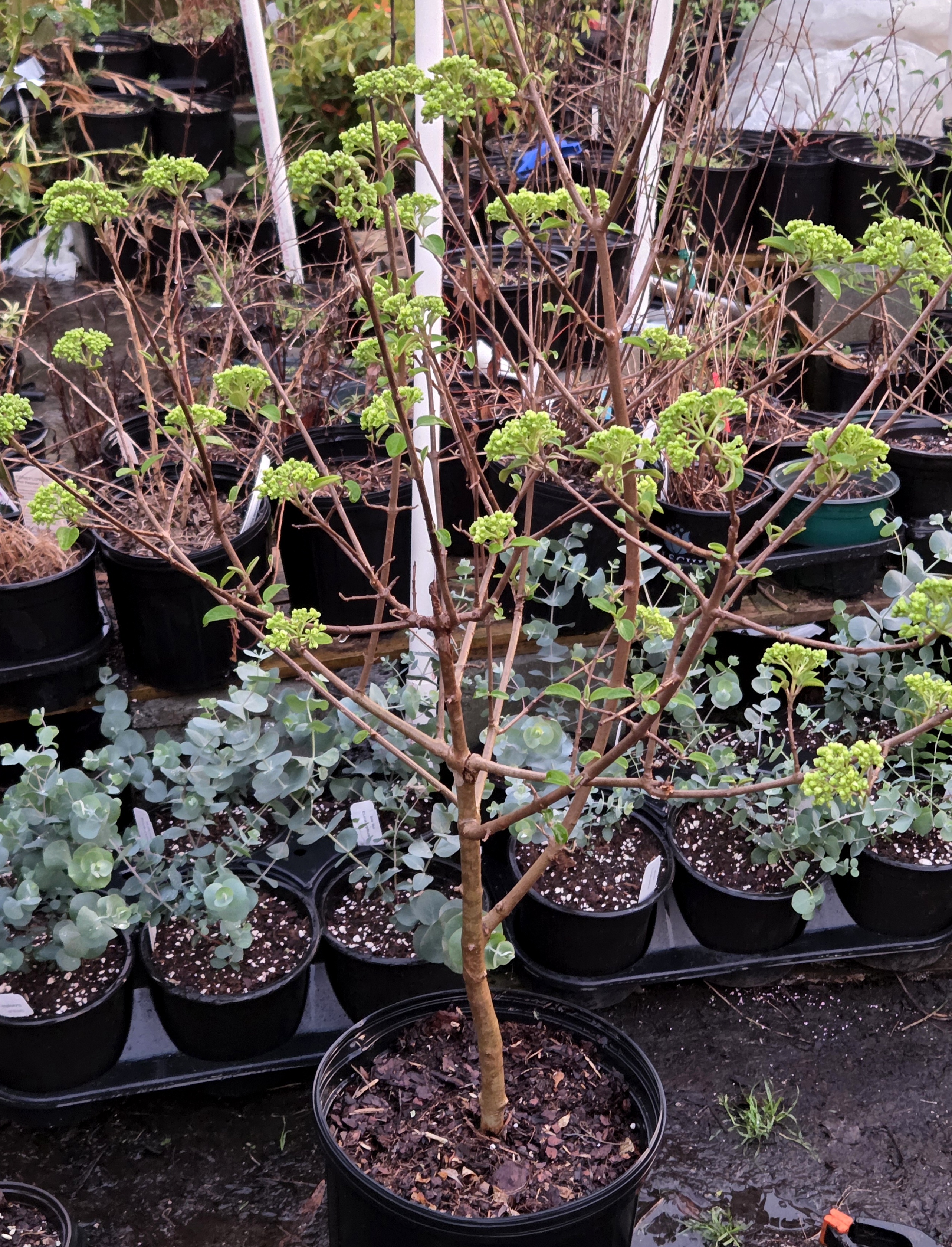 Snowball Viburnum 3gal 4'+