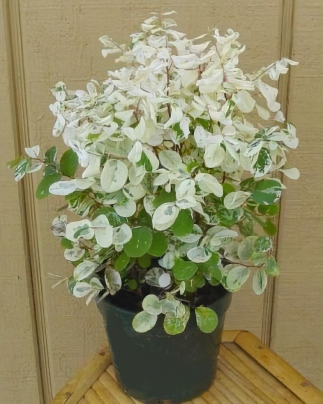 Hawaiian Snowbush 1.5 gallon Ice Cream plant