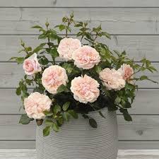 'Cream Veranda' Rose