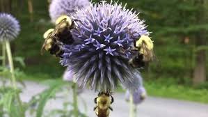 Veitch's Blue Globe Thistle