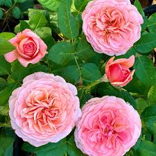 BRAND NEW for 2026 'Martha Stewart' Rose